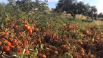 Un campo di pomodori, coltivato con pratiche di agricoltura rigenerativa per migliorare la gestione dell'acqua e la salute del suolo