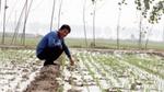 Un coltivatore di aglio controlla il suo raccolto nell'ambito di un progetto di introduzione delle pratiche di agricoltura rigenerativa con il supporto di Pur e Unilever in Cina.