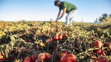 Contadino con maglietta verde e jeans che si prende cura delle colture in un campo di pomodori.