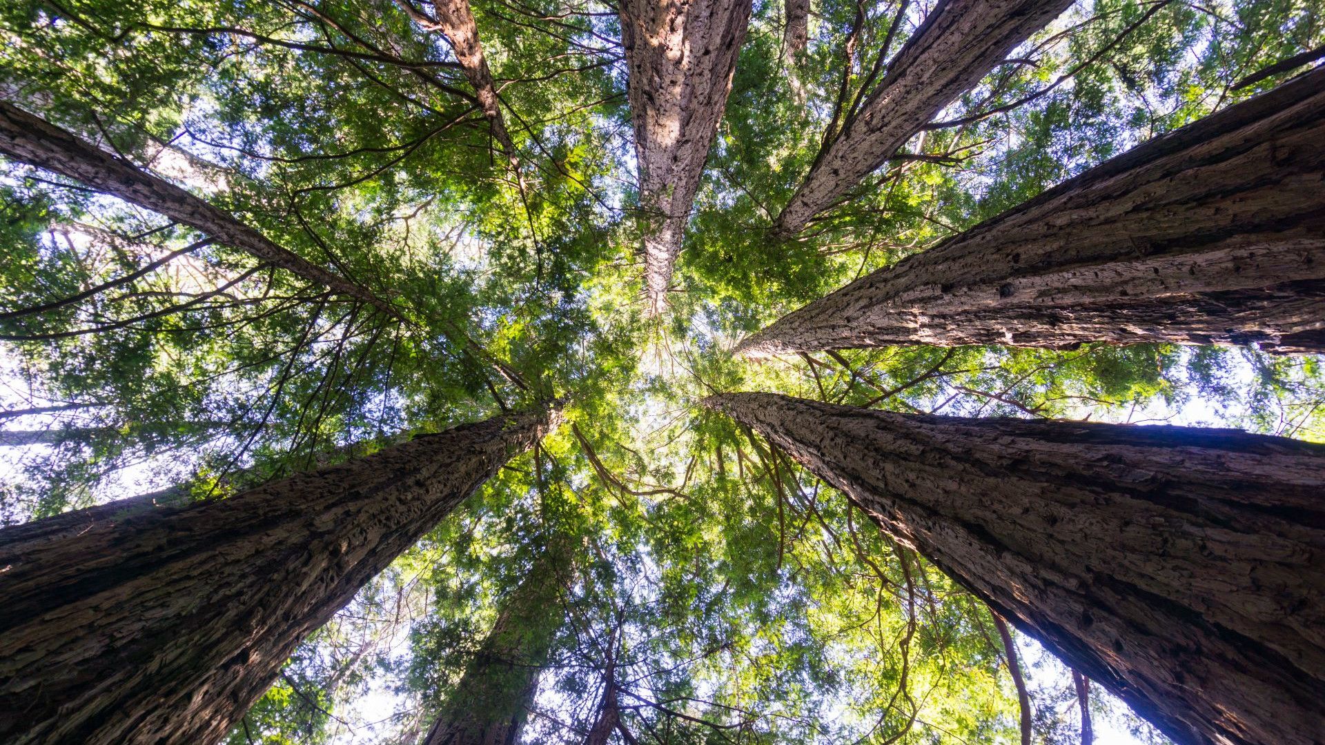Una foto aerea di una foresta di cime di alberi verdi.